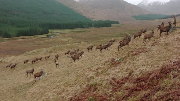 A Herd of Red Deer Stags in the Scottish Highlands