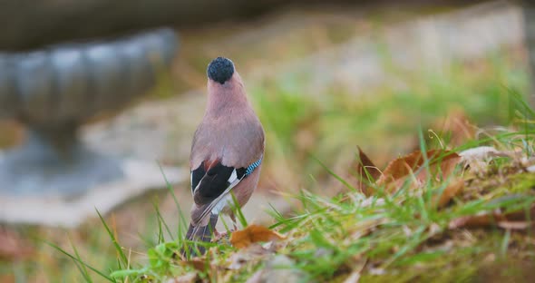 Eurasian Jay or Garrulus Glandarius Looking for Food on Grass