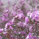 Purple Flowers In The Mountains - VideoHive Item for Sale