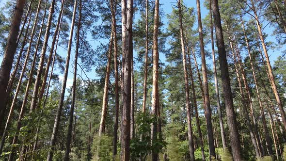 Slow Motion View of Green Forest By Day