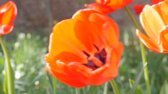 Red tulip plant bud in the garden beutiful natural 4K 2160p UltraHD footage - Tulipa flower petals s