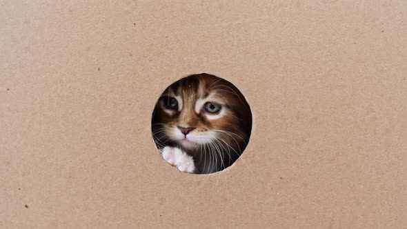 Striped Grey Kitten Getting Out From Hole in a Cardboard Box