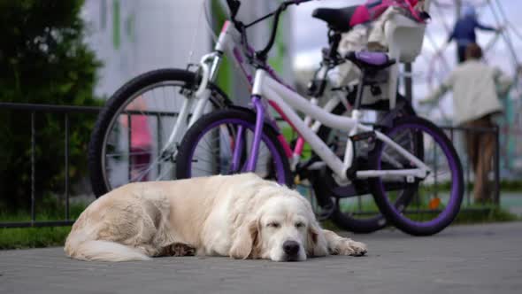 Happy Life of Pets - Beautiful Well-groomed Thoroughbred Dog Resting on the Grass in the Courtyard