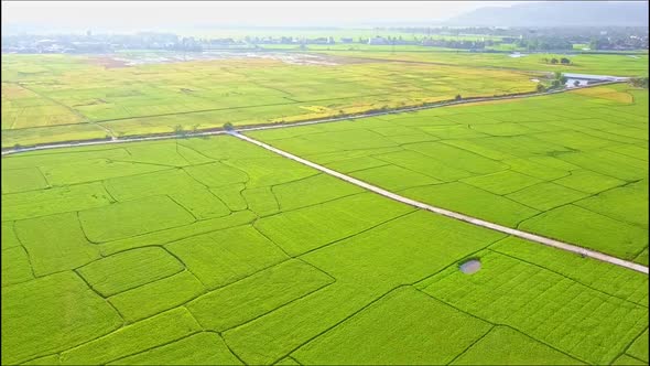 Aerial Motion Over Down Rice Field with Road and Small Lake