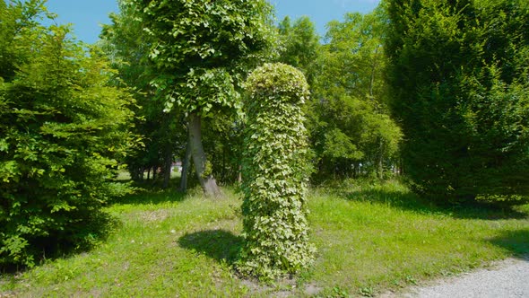 Tall Round Bush in the Green Garden