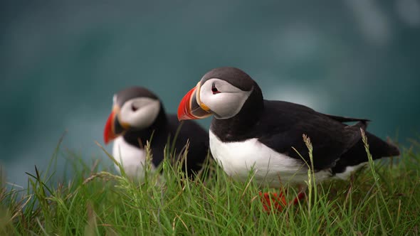 Wild Atlantic Puffin Seabird in the Auk Family in Iceland