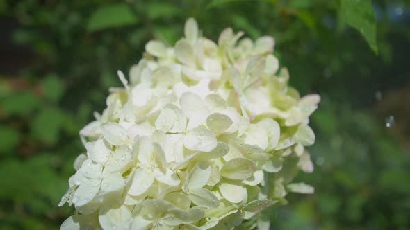 White Hydrangea Flower Watered in Slow Motion