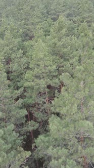 Vertical Video of the Pine Forest in the Afternoon