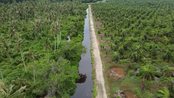 Aerial view fly over plantation of palm tree