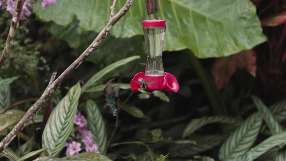 Hummingbird feeding on a feeder in Mindo Ecuador gardens