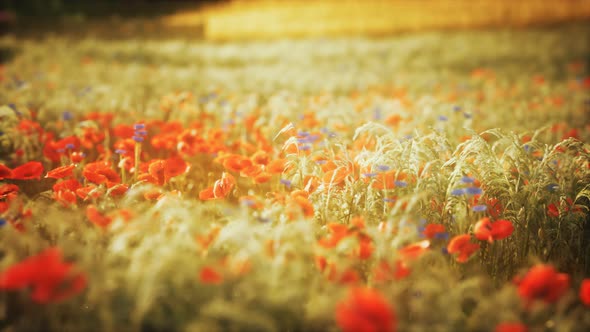 Sunset in the Wild Flower Field