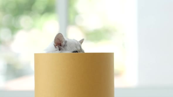 Cute Kitten Palying In A Cylinder Box