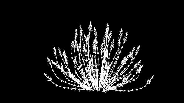 Callunas White Silhouette Overlay alt