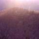 Aerial Shot Deciduous Spring Forest Illuminated By the Setting Sun - VideoHive Item for Sale