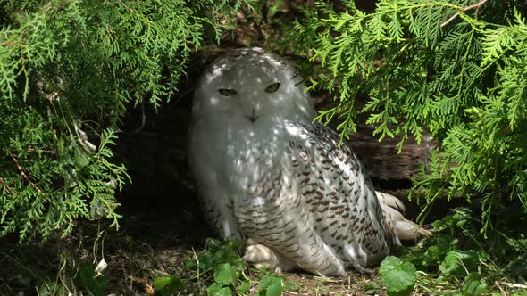 Polar Owl hidden in Plants