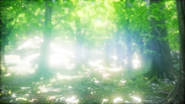 Forest of Beech Trees Illuminated By Sunbeams