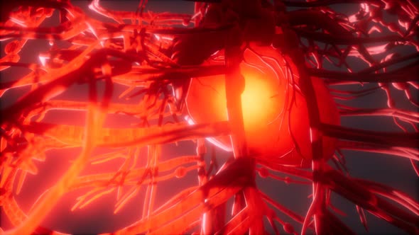 Blood Vessel System and Heart alt