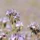 Honey Flowers Phacelia And Bees In The Meadow - VideoHive Item for Sale