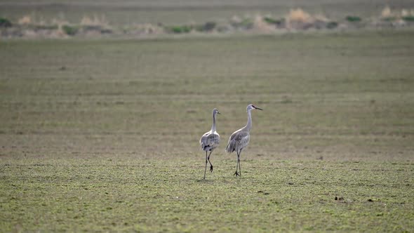 Sandhill Cranes in grassy field as they follow each other