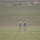 Sandhill Cranes in grassy field as they follow each other - VideoHive Item for Sale