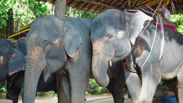 Asian elephants for riding tourists through the jungle. elephant farm