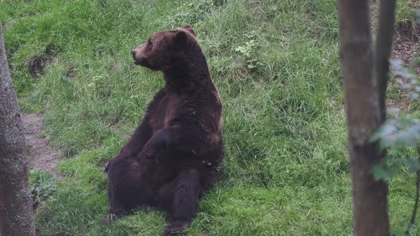 Resting brown bear (Ursus arctos) in the forest