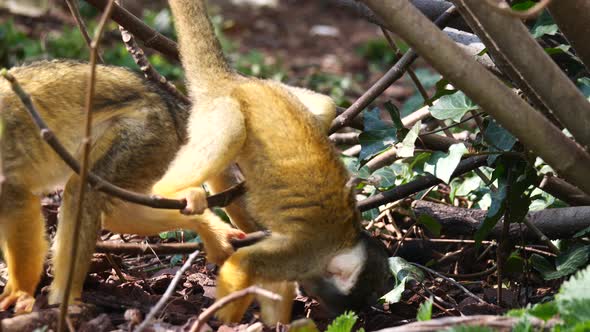 Cute baby Saimiri Monkey climbing on branches of bush and searching food in forest