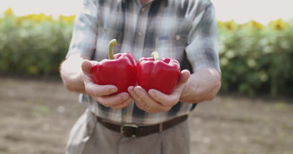 Close Senior Farmer's Hands Show Two Red Peppers at Camera at Blurred Field