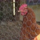Hen Standing Near Enclosure Fence - VideoHive Item for Sale