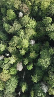 Aerial View of Trees in the Forest