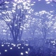 Mystic Forest Background  - VideoHive Item for Sale