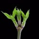 Maple Buds Opening Time lapse. Footage With Alpha Channel - VideoHive Item for Sale