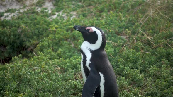 Slowmotion of an African Penguin at Boulders Beach in Capetown with Closed Eyes Enjoying the Sun