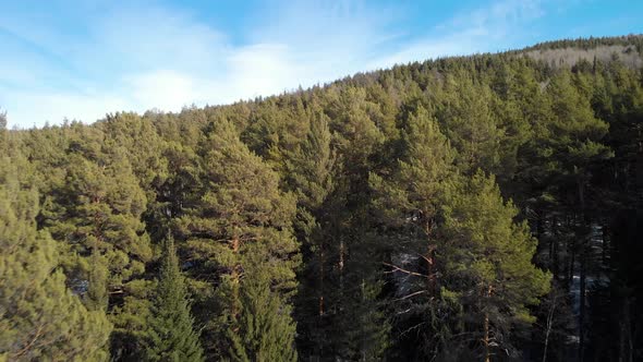 Pine Forest Side View