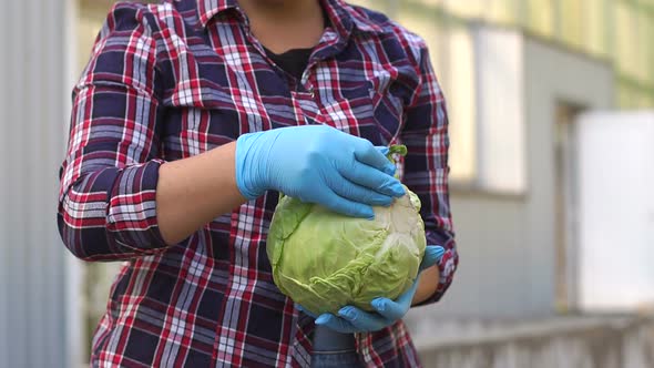 Portrait of Smiling Female Gardener Holding Harvested Cabbage Outside Greenhouse