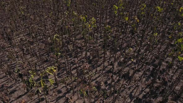 Ripe Sunflowers