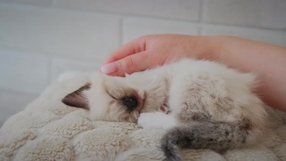 The Little Kitten is Sleeping and a Woman's Hand is Gently Stroking Him