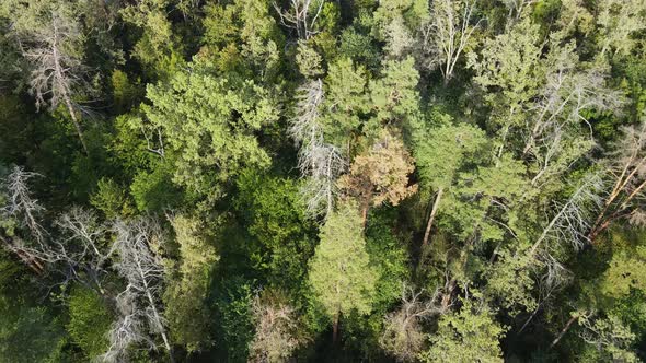 Aerial View of Trees in the Forest. Ukraine