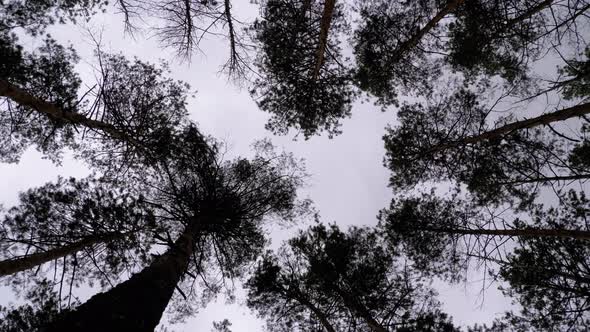 Dark Creepy Forest. Bottom View of Tree Trunks and Branches Against a Stormy Sky