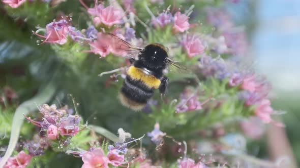 Bumble bee crawling around pink flowers Echium wildpretii tower of jewels in slow motion