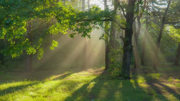 Magic Forest in the Morning. Sun Rays Emerging Though the Green Tree Branches. Green Forest with