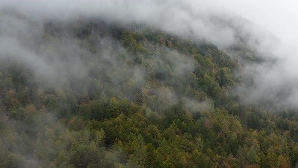 Thick misty clouds rising from lush spruce forest