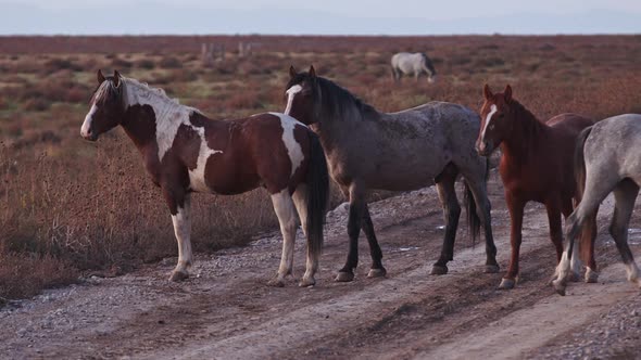 Wild horses standing on dirt road in the West desert of Utah