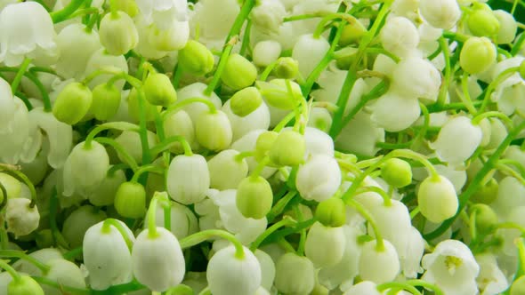 Macro Photography of Fresh White Muguet of the Valley Buds Timelapse Shooting