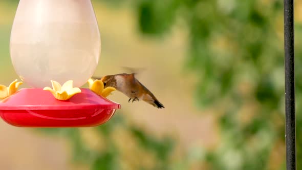 Close up of a male Rufous Hummingbird drinking from a sugar water feeder