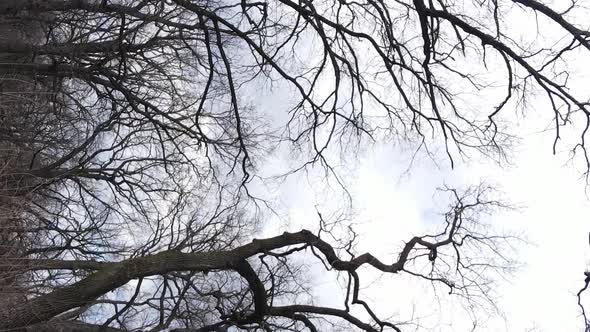 Vertical Video of the Forest with Trees Without Leaves Slow Motion