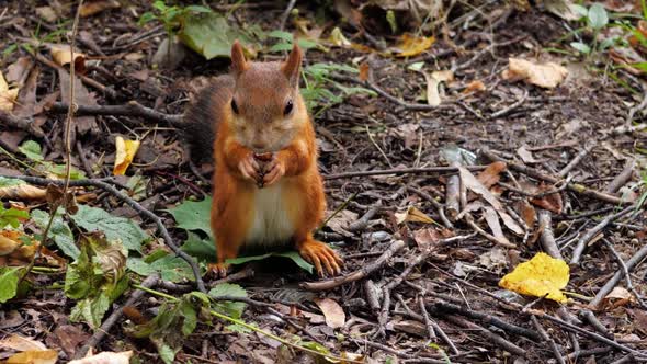 A Red Squirrel Nibbles Peeled Hazelnuts in Early Autumn in a City Park