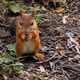 A Red Squirrel Nibbles Peeled Hazelnuts in Early Autumn in a City Park - VideoHive Item for Sale