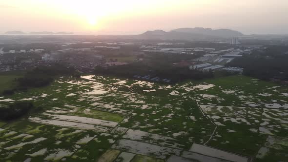 Aerial sunset view over paddy field in Penang