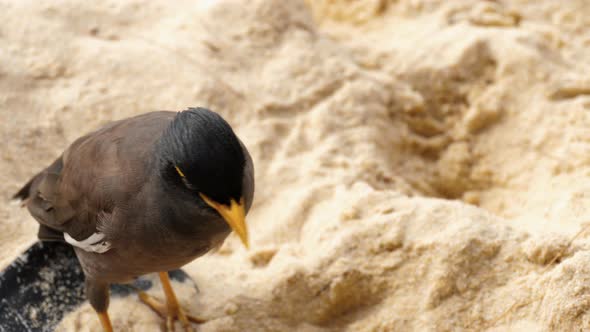 Common Myna -Acridotheres Tristis-